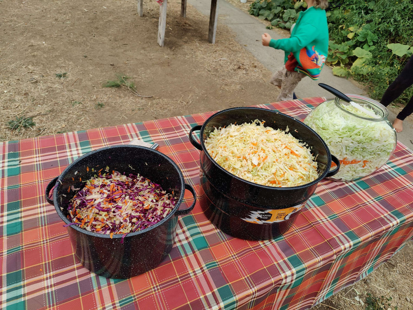 Photo from Cabbage fermentation day!