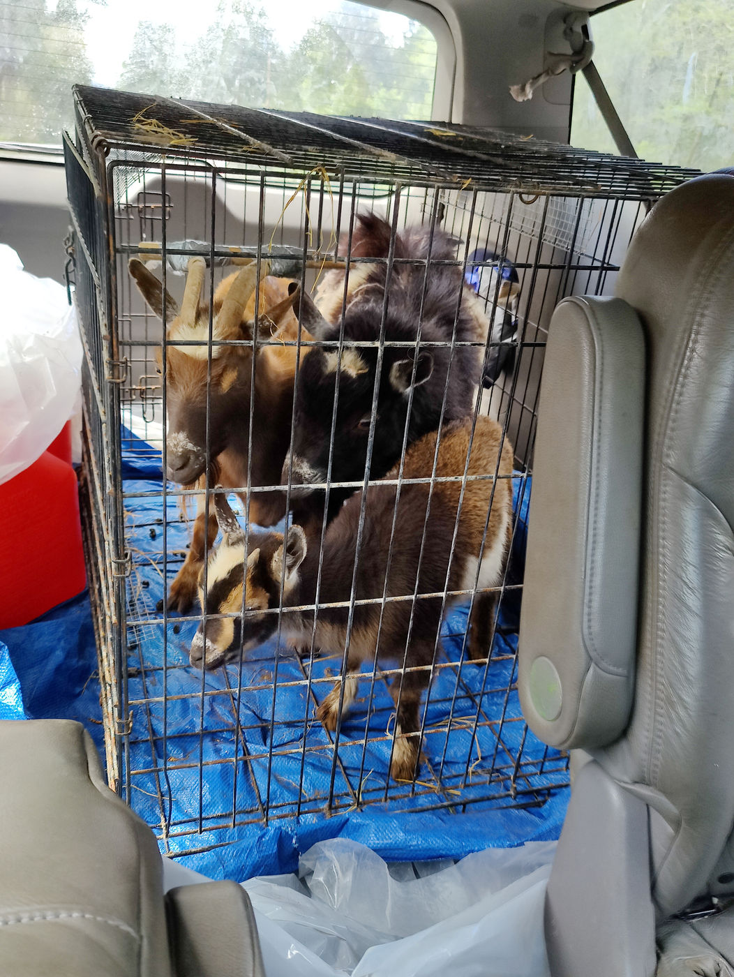 Photo from Cute little goat family!