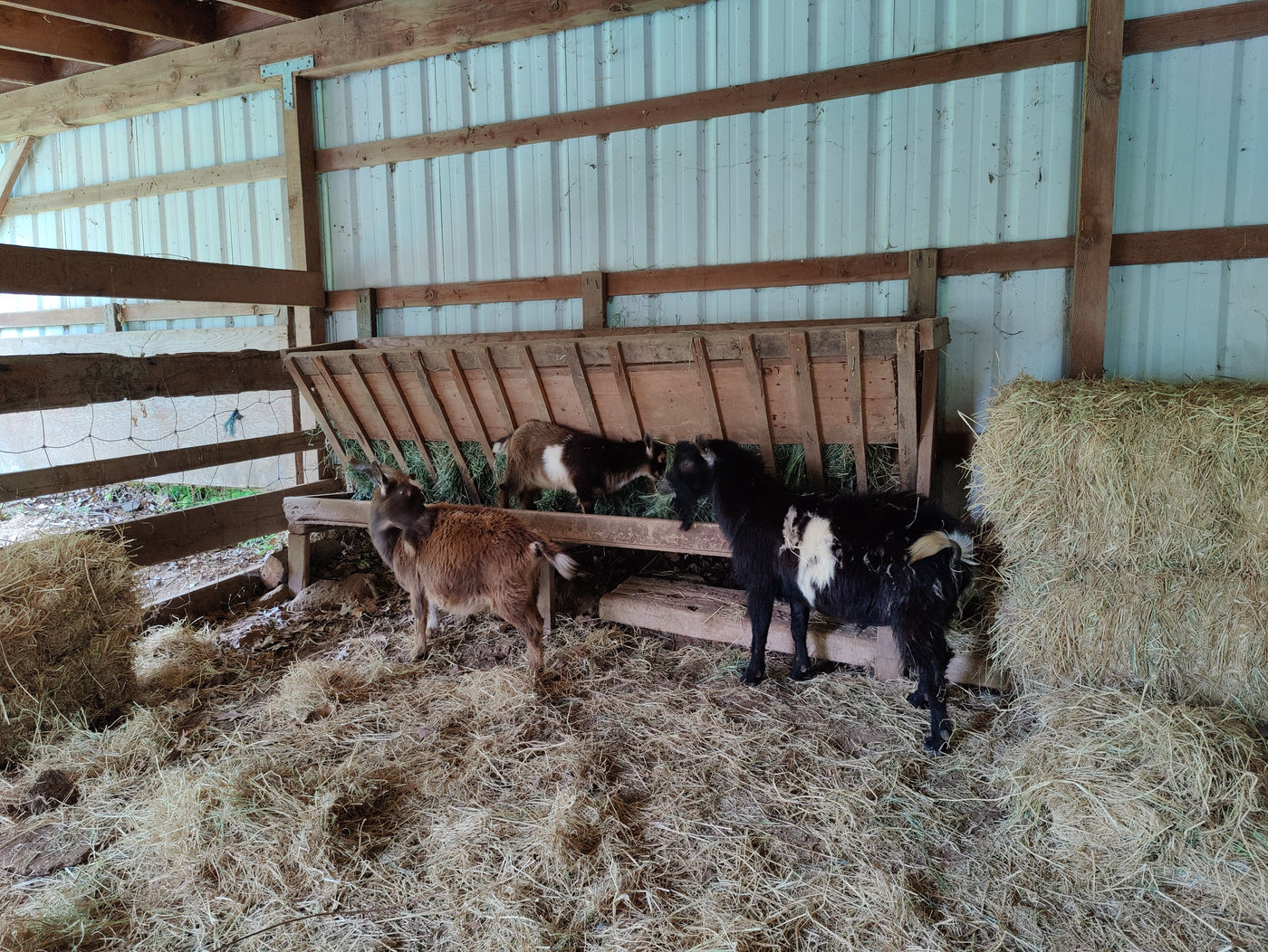 Photo from Cute little goat family!
