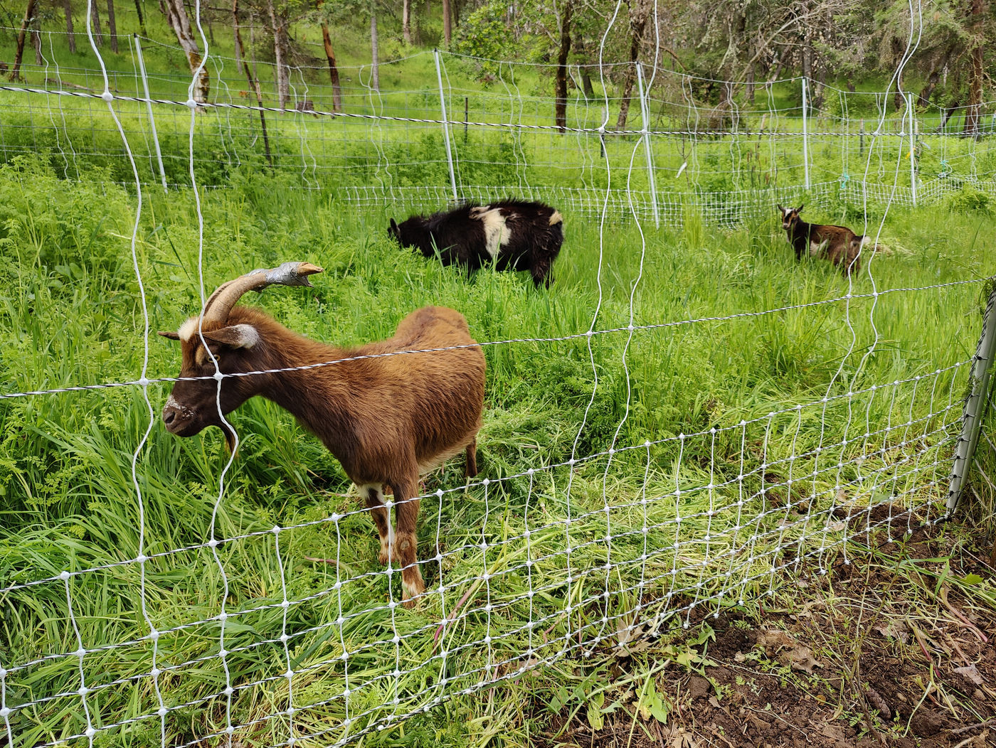 Photo from Cute little goat family!