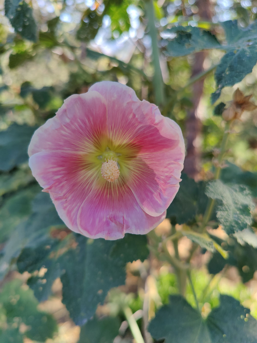 Photo from Fall flowers