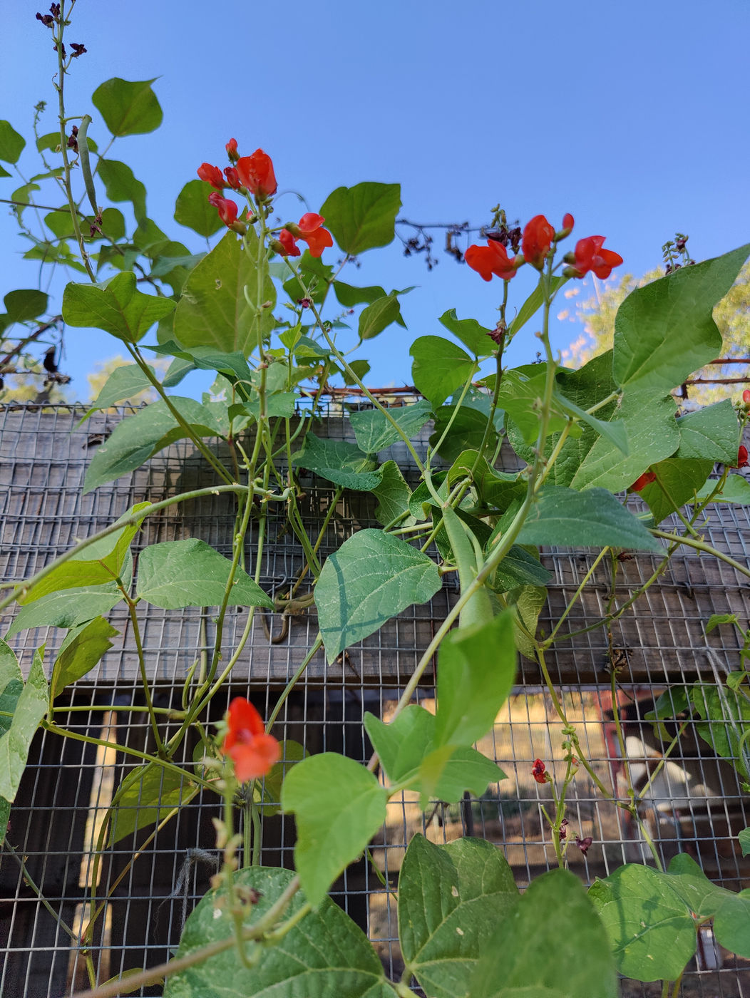 Photo from Fall flowers