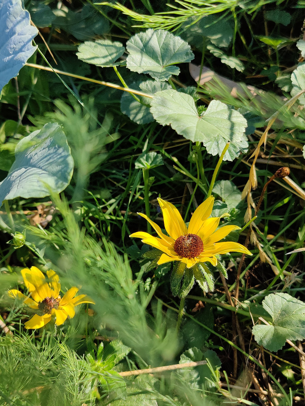 Photo from Fall flowers