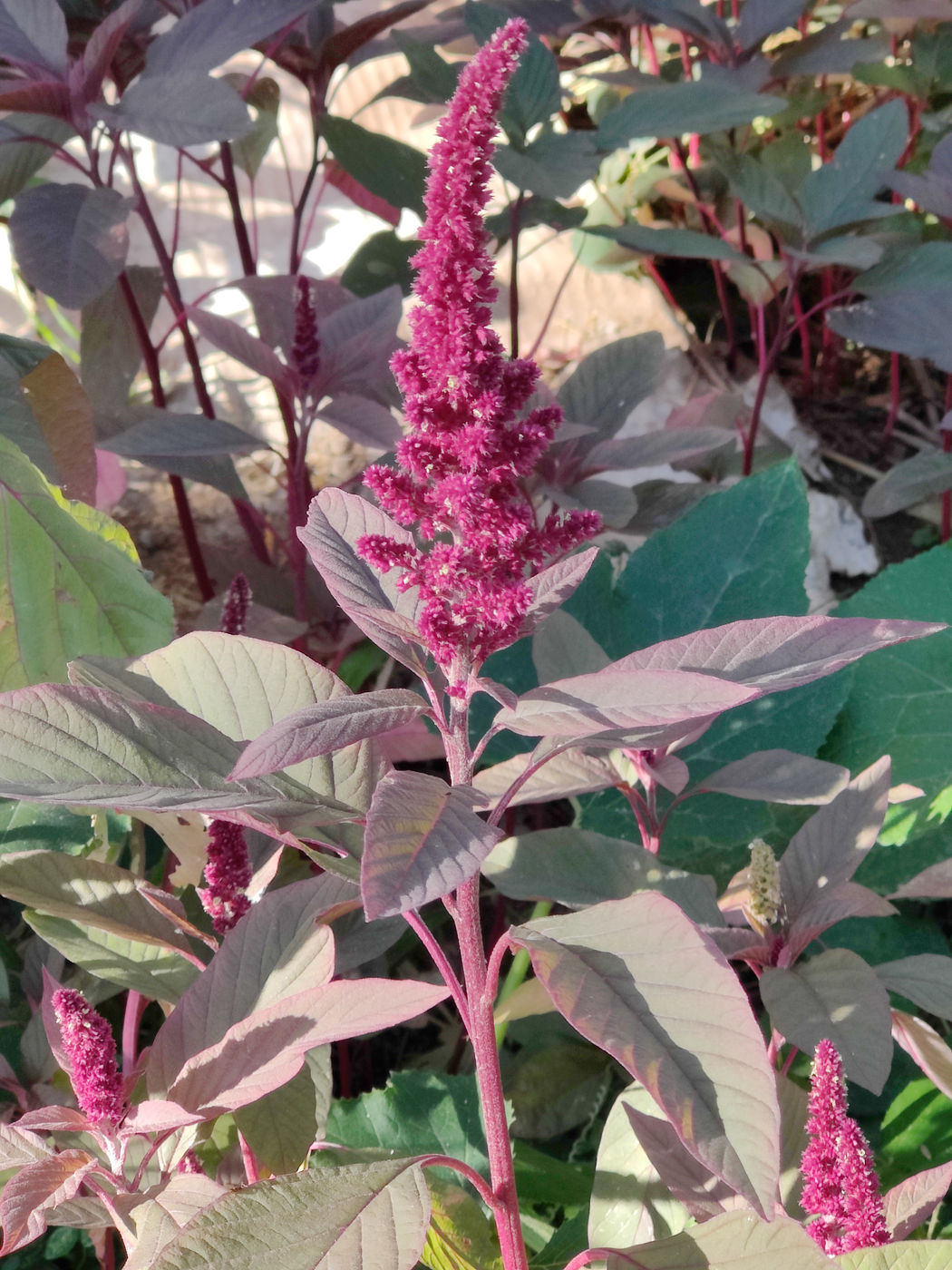 Photo from Fall flowers