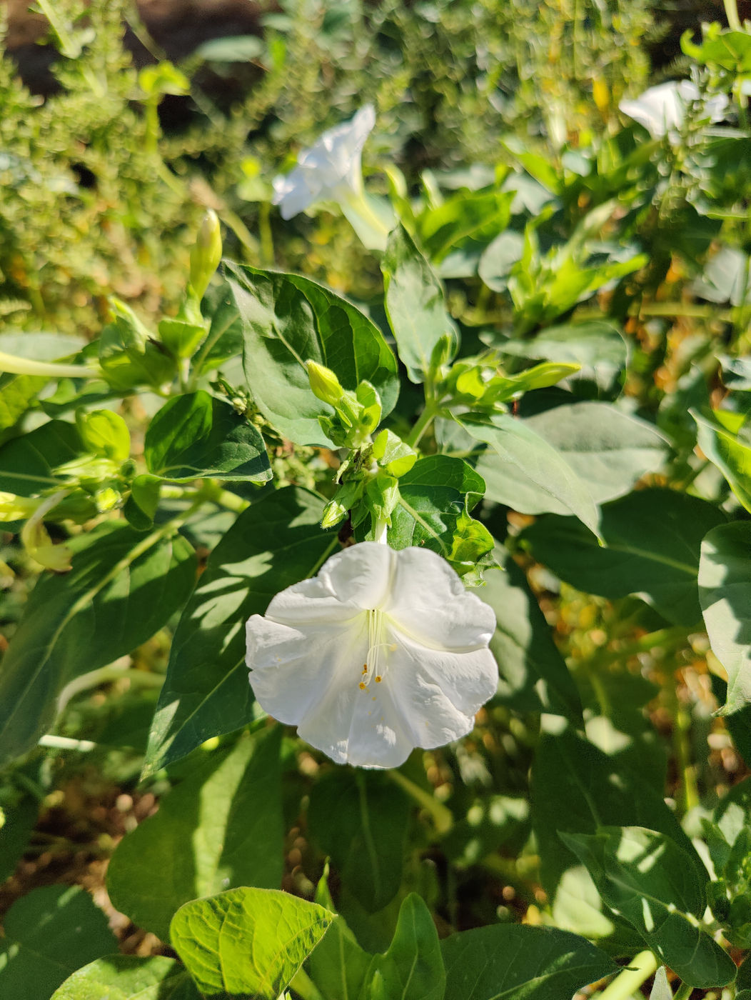 Photo from Fall flowers