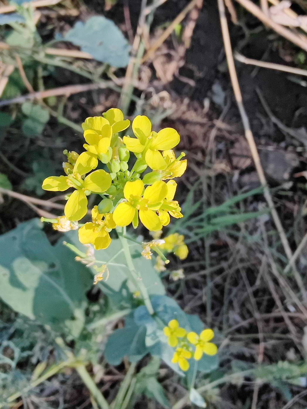 Photo from Fall flowers