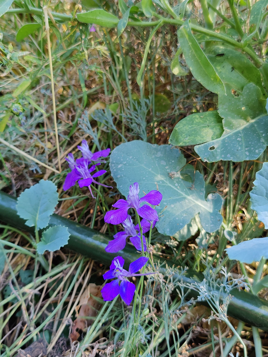 Photo from Fall flowers