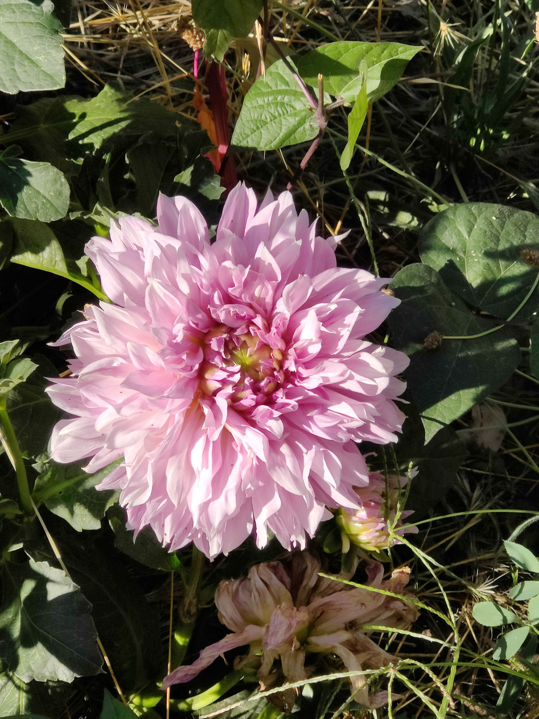 Photo from Fall flowers