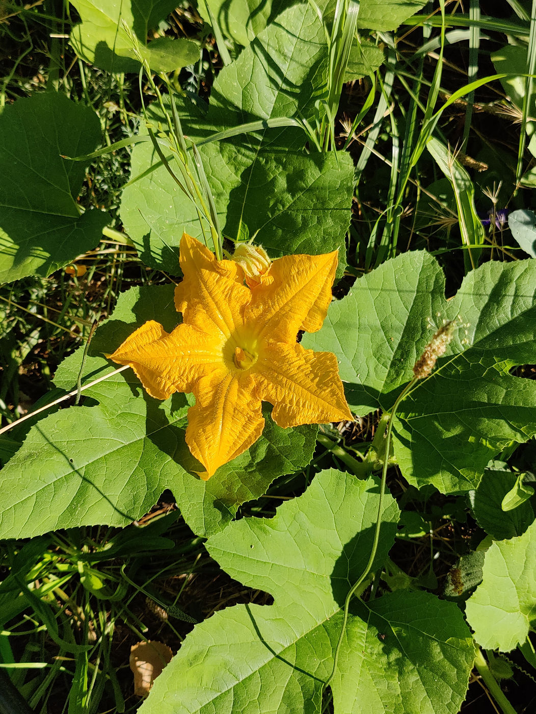 Photo from Fall flowers