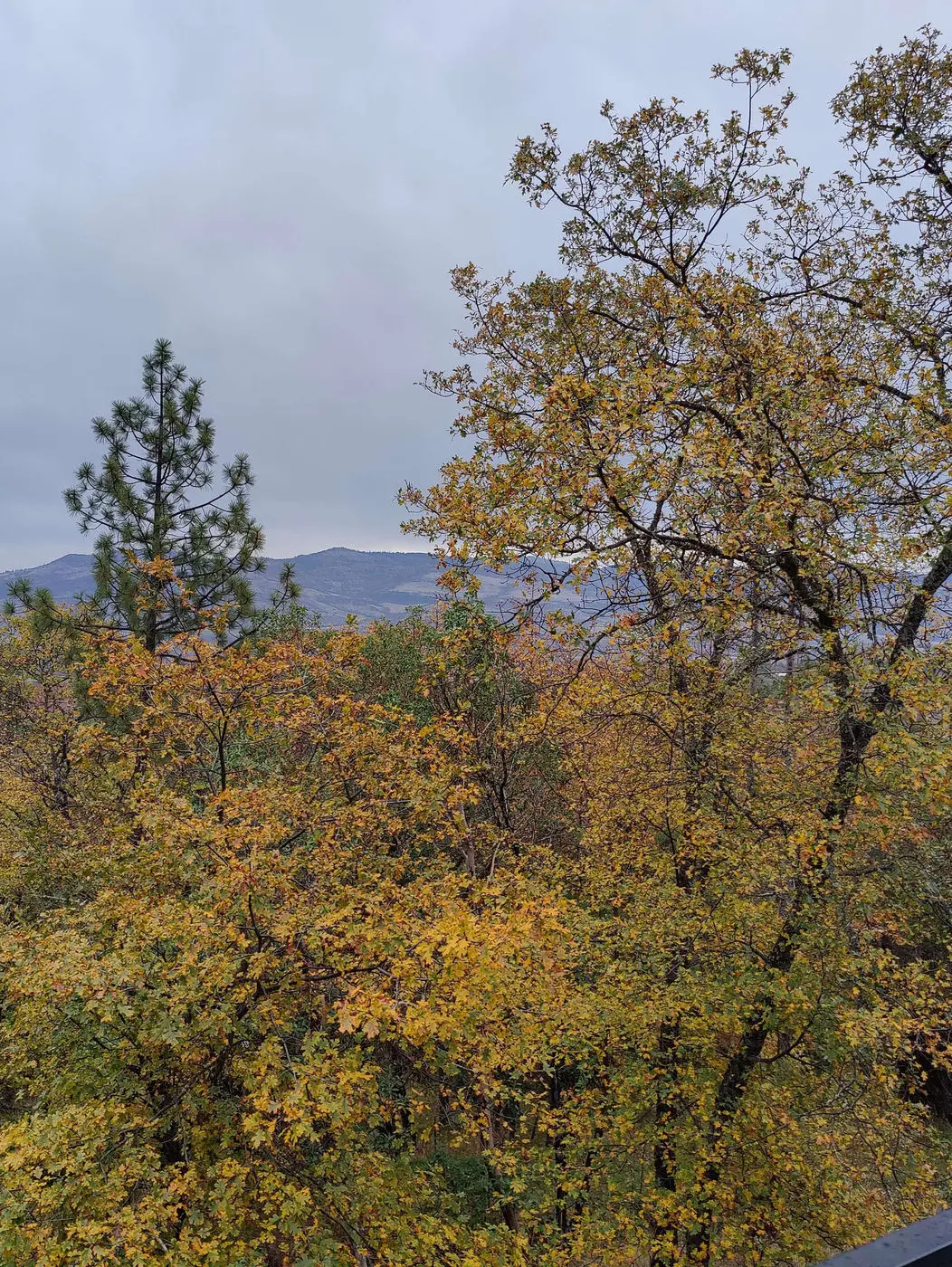 Oak trees turning yellow with hills behind