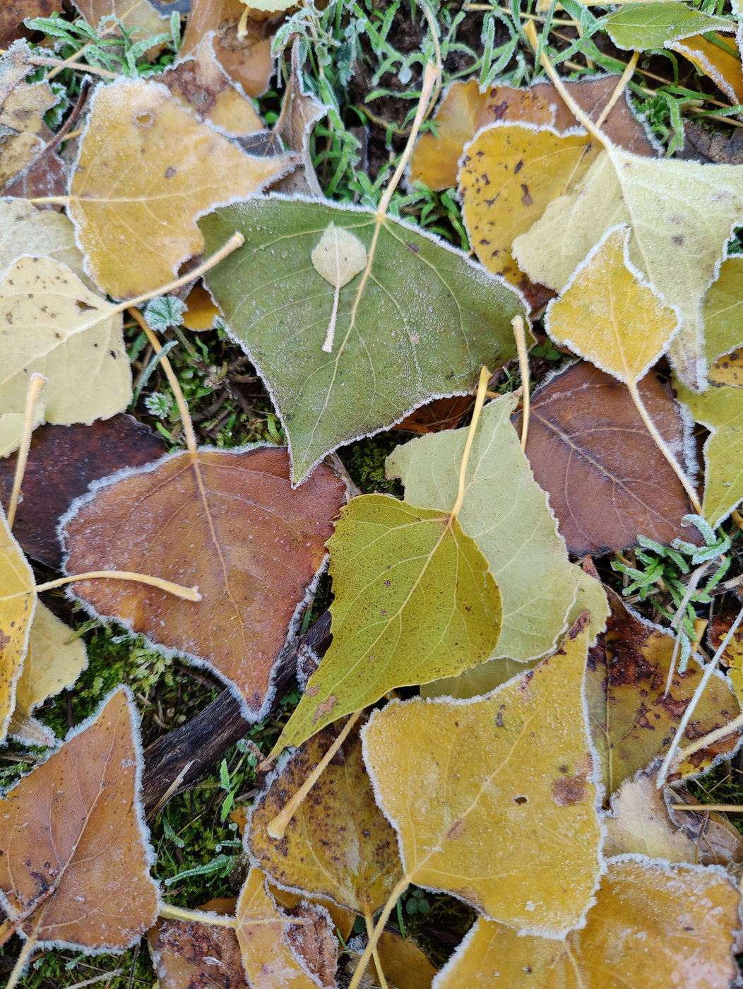 Photo from Frost on the ground