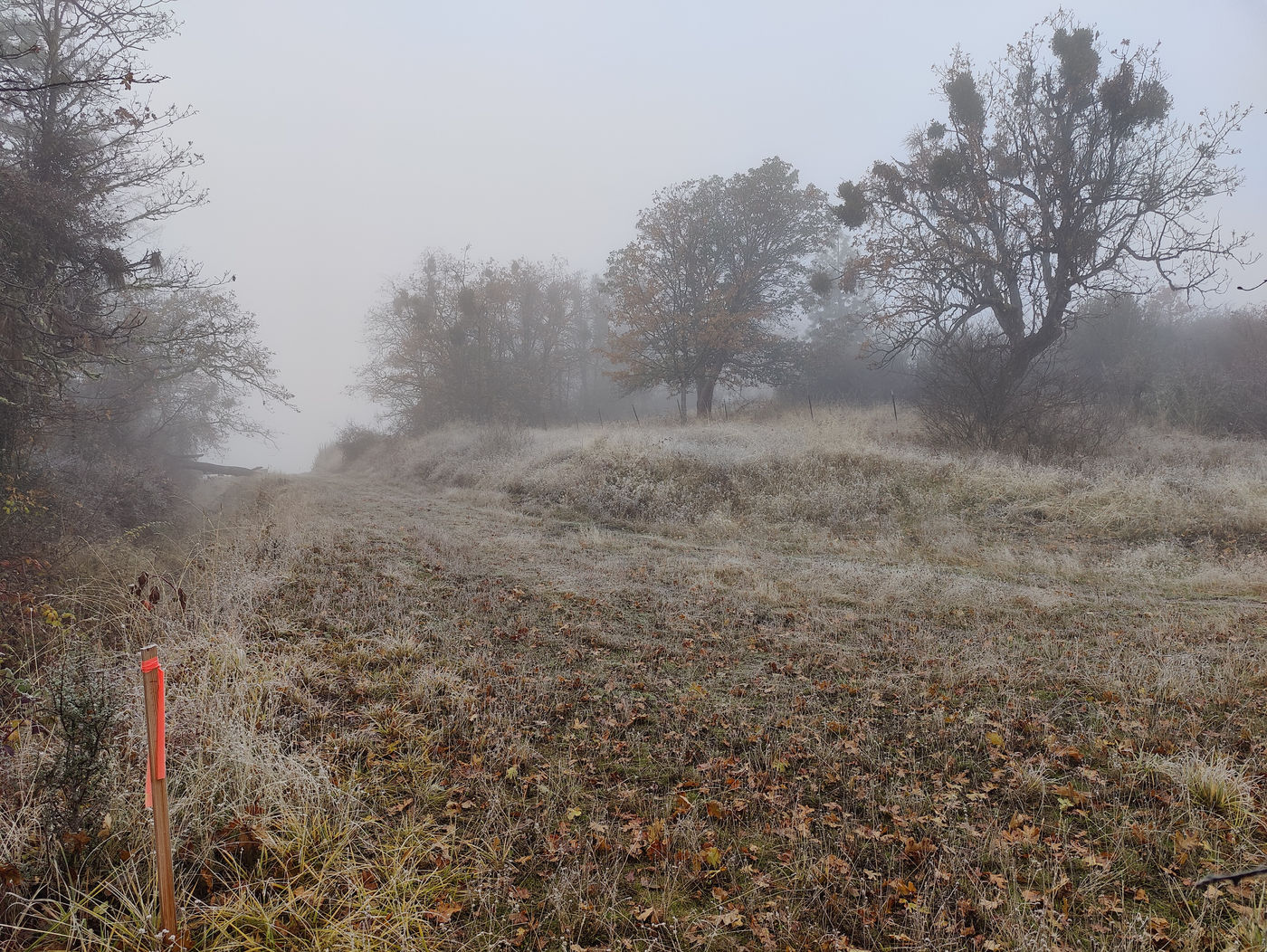 Photo from Frost on the ground