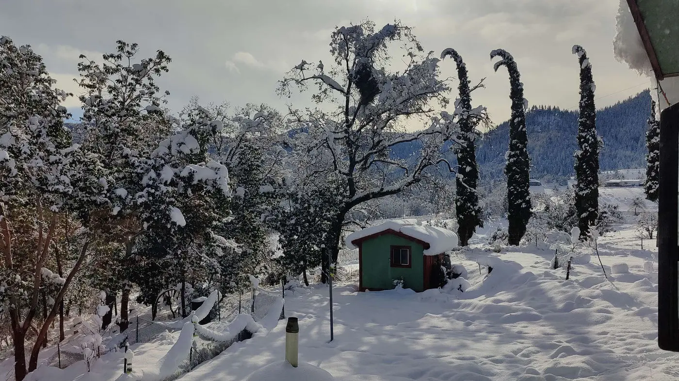 Farm cabin and cypress trees under deep snow
