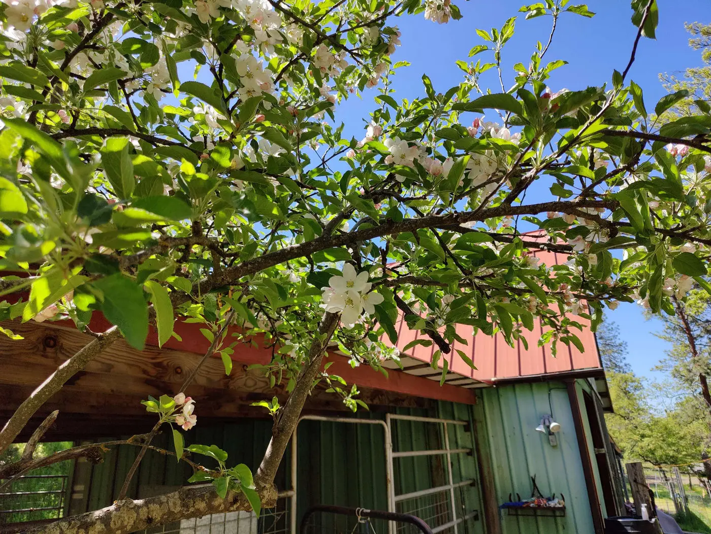 Apple tree in blossom by the green farmhouse