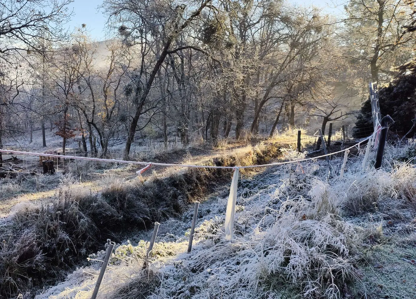 Frosty morning on the farm with white grass and bare oaks