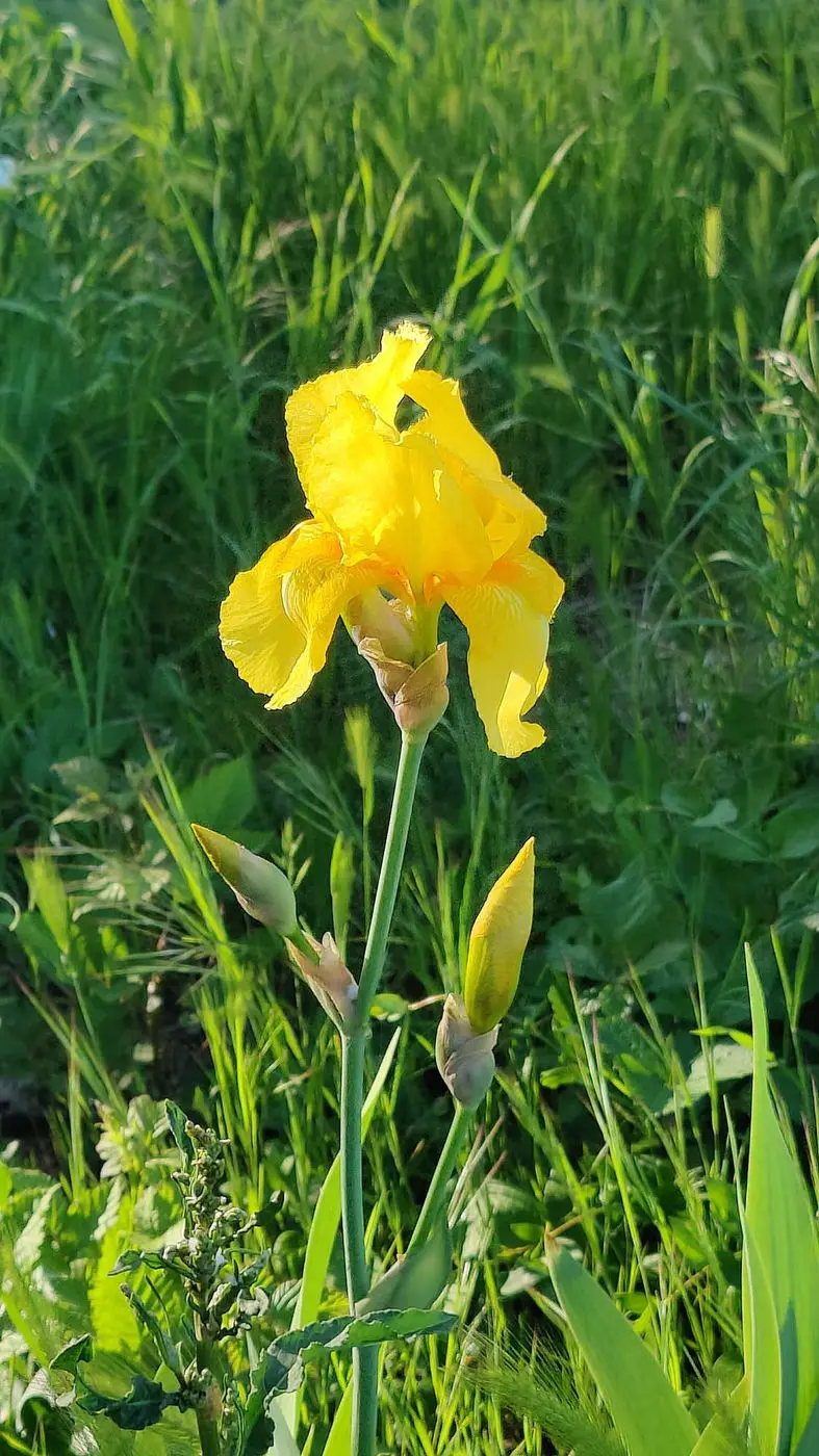 Yellow iris in green grass
