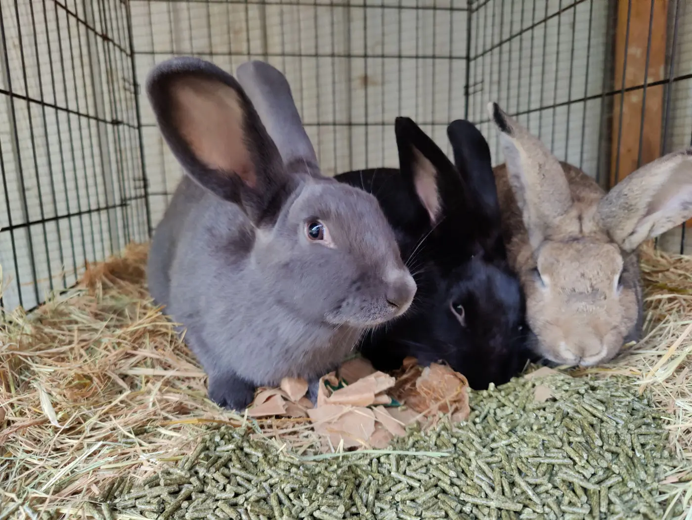 Grey, black and fawn rabbits resting in the hay