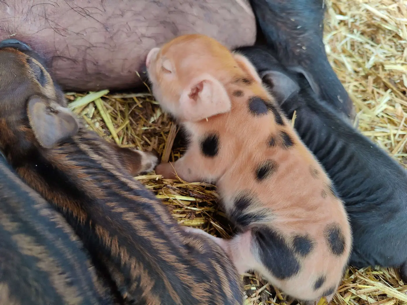 Spotted newborn piglet beside its mother