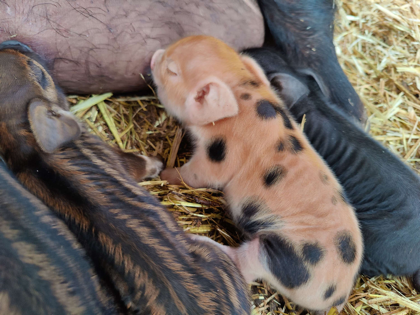 Photo from Lots of pigs!