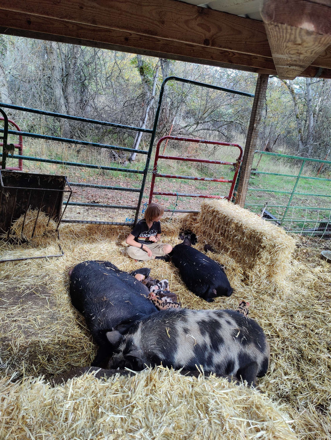 Photo from Lots of pigs!