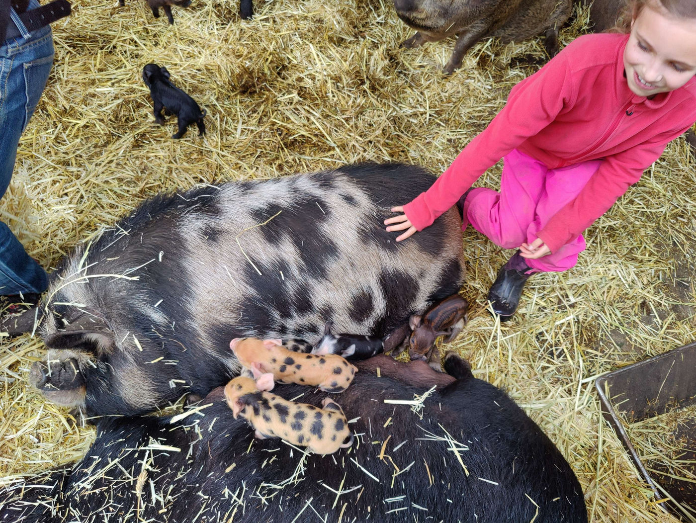 Photo from Lots of pigs!
