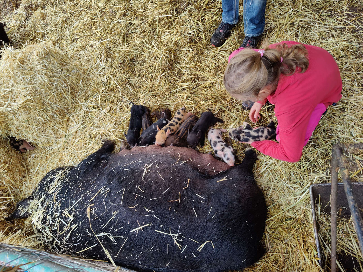 Photo from Lots of pigs!