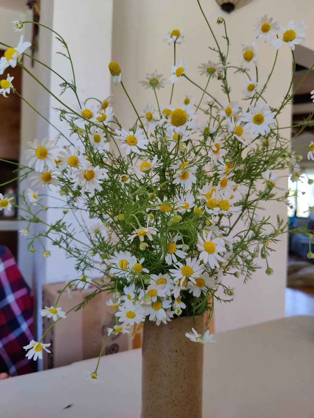 Bouquet of wild chamomile daisies in a vase
