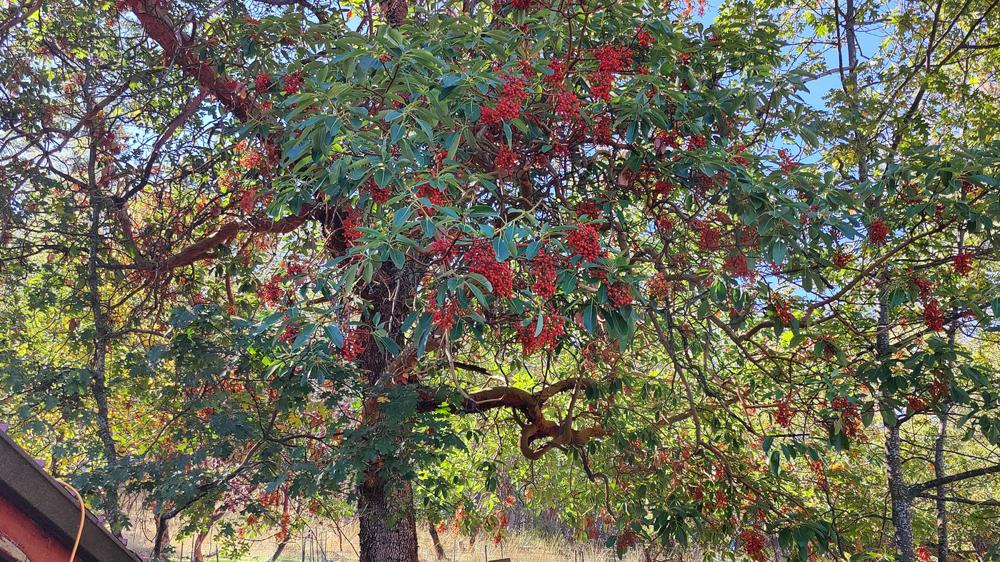 Photo from Ode to the Madrone Tree
