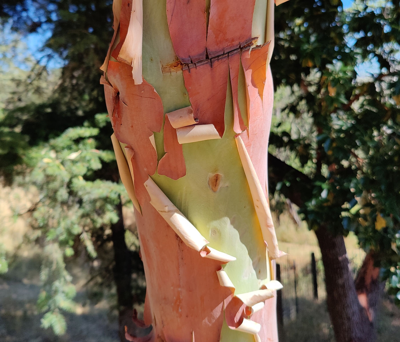 Photo from Ode to the Madrone Tree