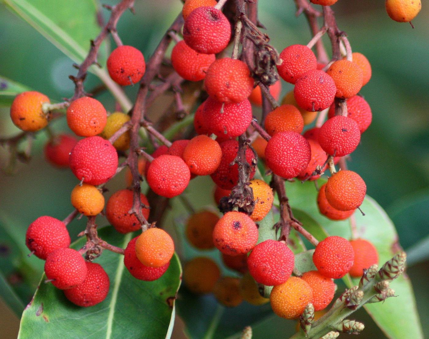 Photo from Ode to the Madrone Tree