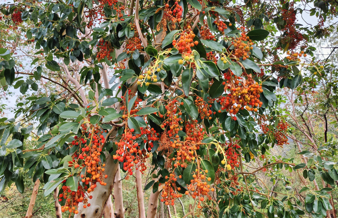 Photo from Ode to the Madrone Tree