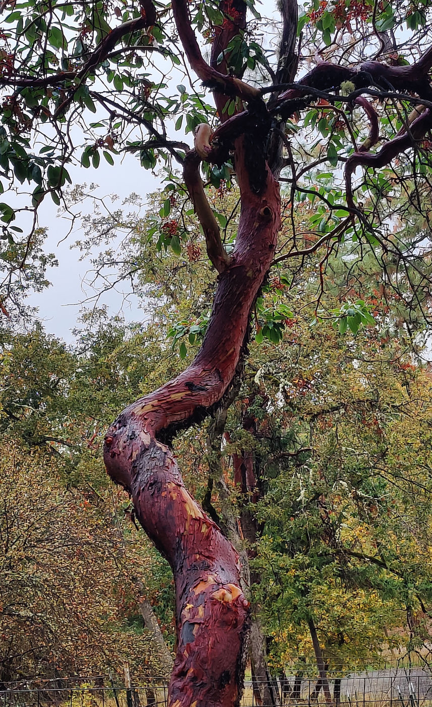 Photo from Ode to the Madrone Tree