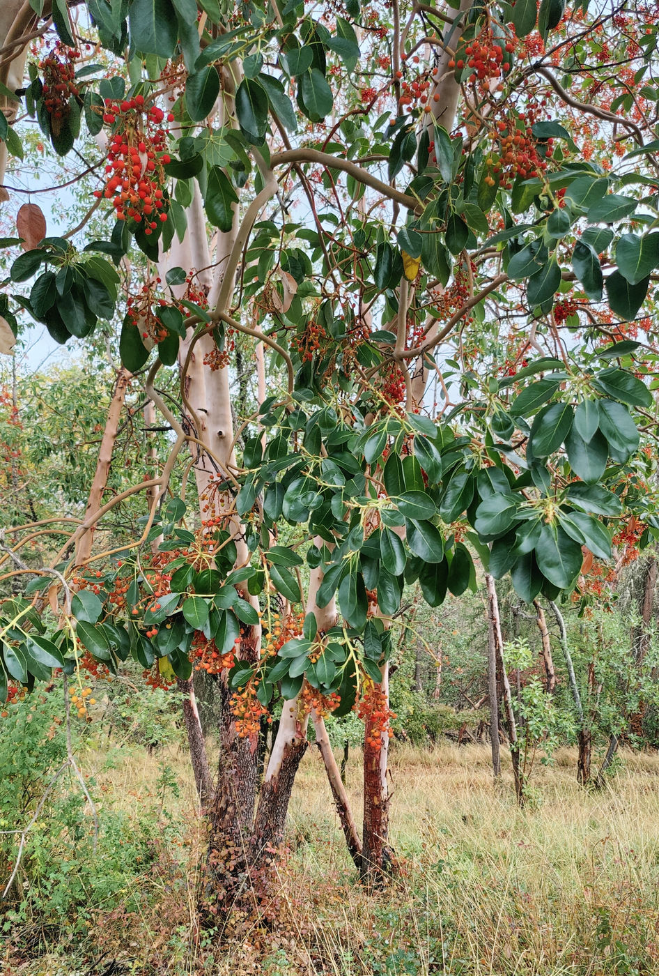 Photo from Ode to the Madrone Tree
