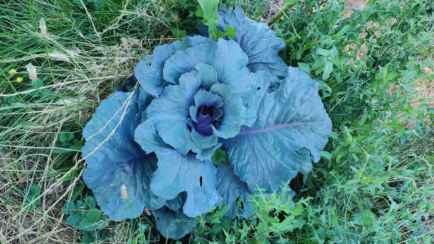 Blue-purple ornamental cabbage in the garden