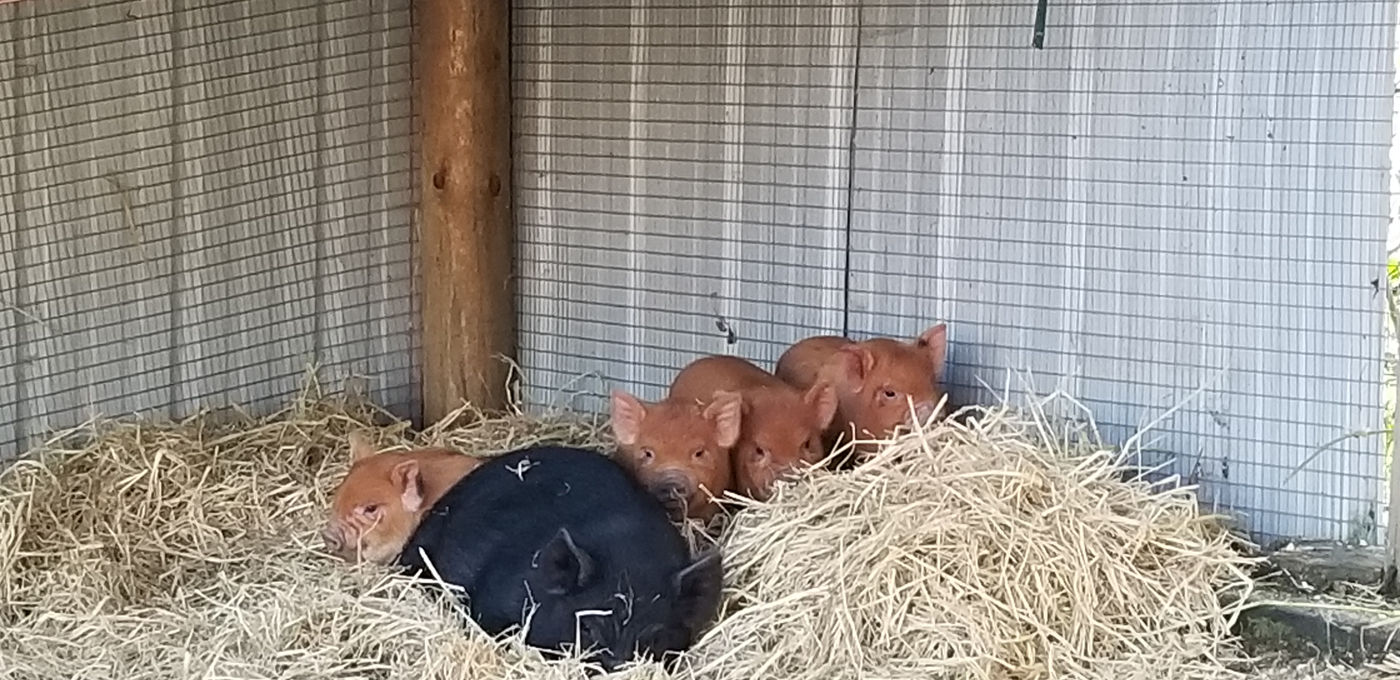 Photo from What else is in the farm?