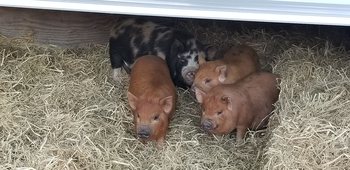 Photo from What else is in the farm?
