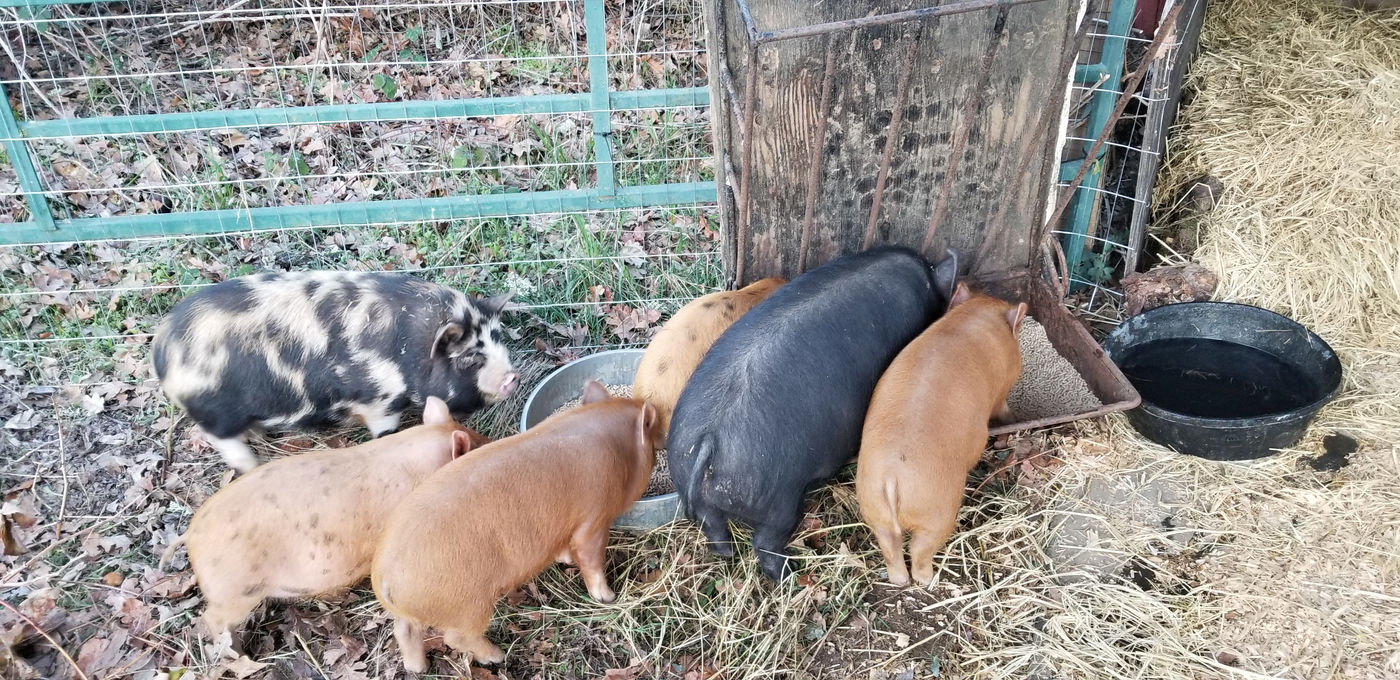 Photo from What else is in the farm?