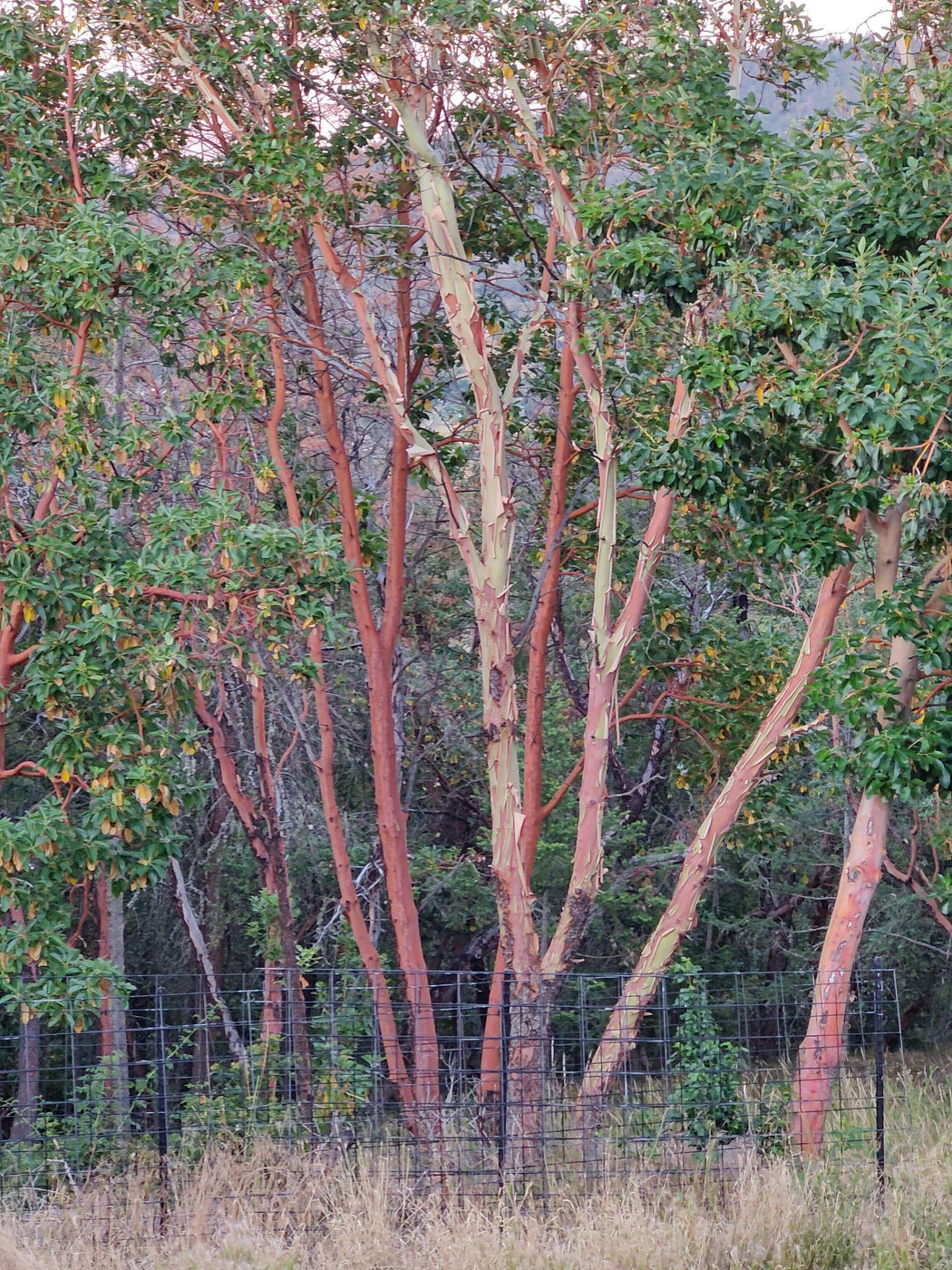 Photo from Why Madrone tree is shedding its bark?