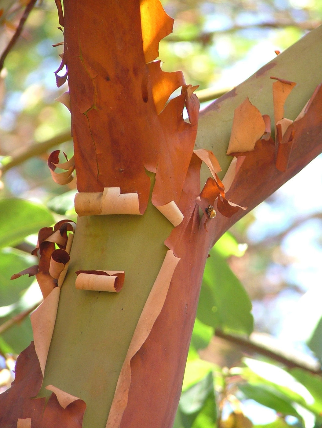 Photo from Why Madrone tree is shedding its bark?
